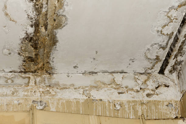Best Biohazard Mold Removal  in , TX