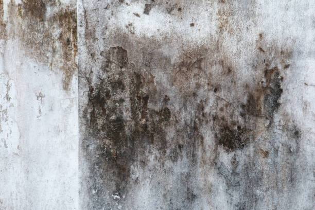 Best Basement Mold Removal  in , TX
