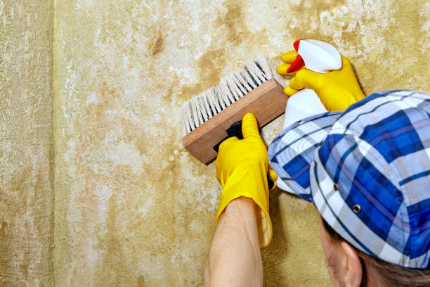 Best Mold Odor Removal Services  in , TX