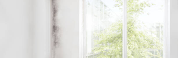 Best Real Estate Mold Inspection  in , TX