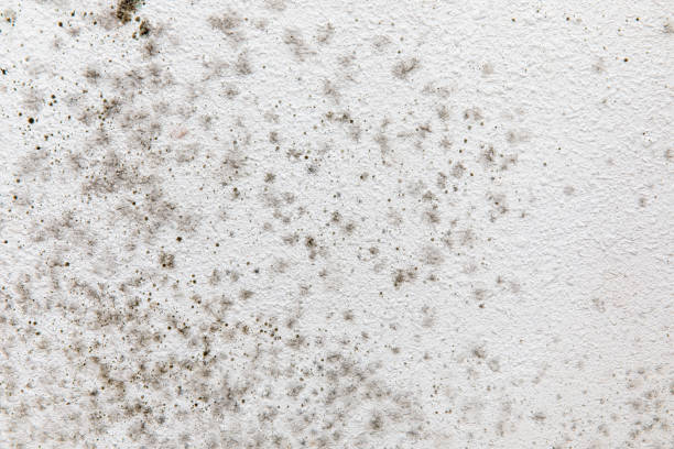 Best Residential Mold Inspection & Testing  in , TX