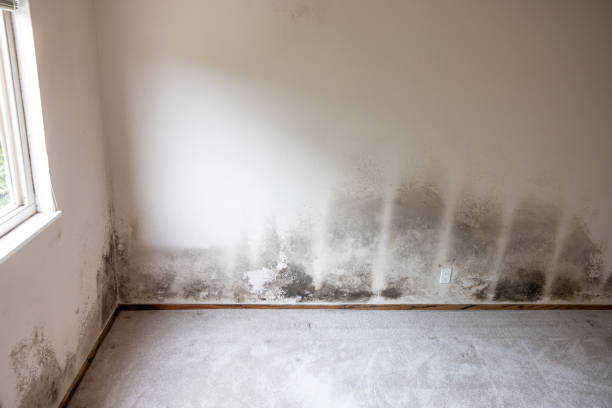 Best Air Quality Testing for Mold Spores  in , TX