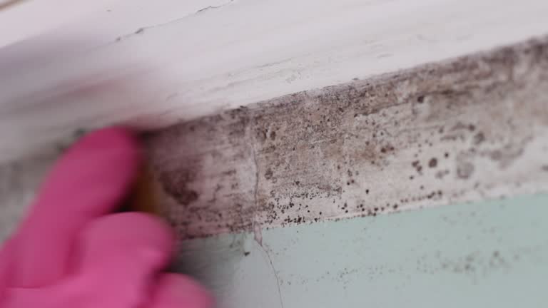 Best Environmental Consulting for Mold Prevention  in , TX